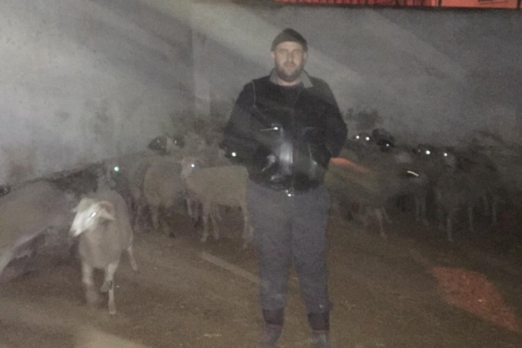 Ş&uuml;pheli ara&ccedil;tan &ccedil;alıntı koyun &ccedil;ıktı