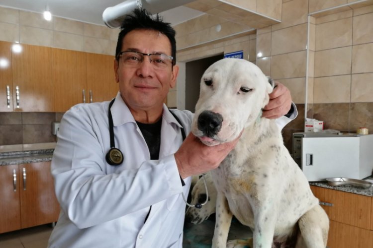 &Ouml;l&uuml;me terk edilen k&ouml;peklere sahip &ccedil;ıktılar