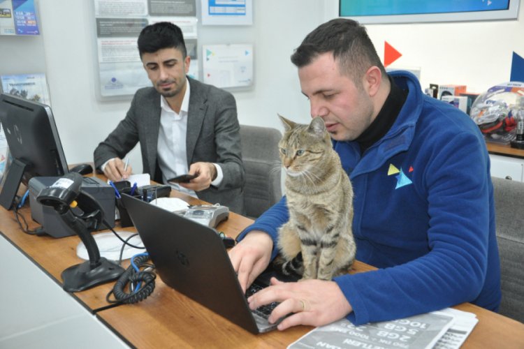 Sığındığı iş yerinin maskotu haline geldi