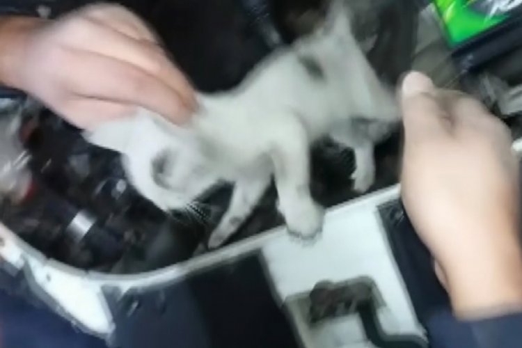 Otomobil motoruna giren yavru kedi kurtarıldı