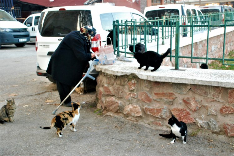 Sokak kedilerini her g&uuml;n pişmiş tavuklarla besliyor