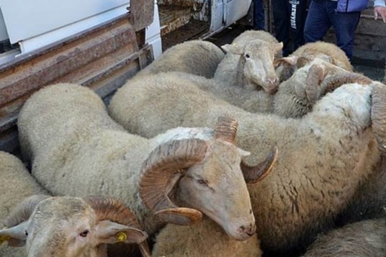 Hayvan hırsızları yakalandı
