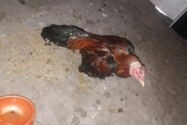 Horoz d&ouml;v&uuml;şt&uuml;ren şahıslara 31 bin lira para cezası