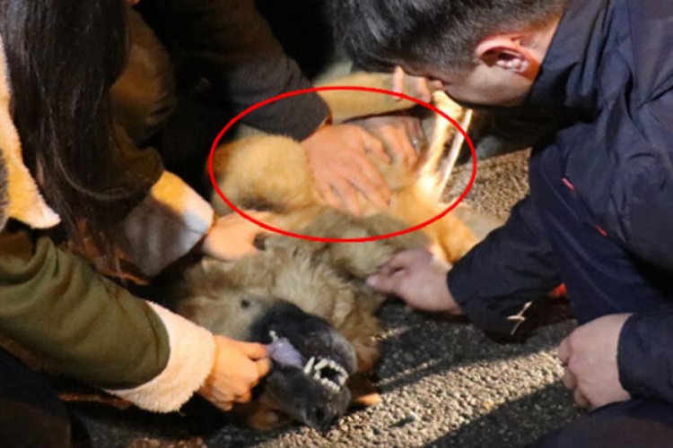 Aracın &ccedil;arptığı k&ouml;pek kurtarılamadı