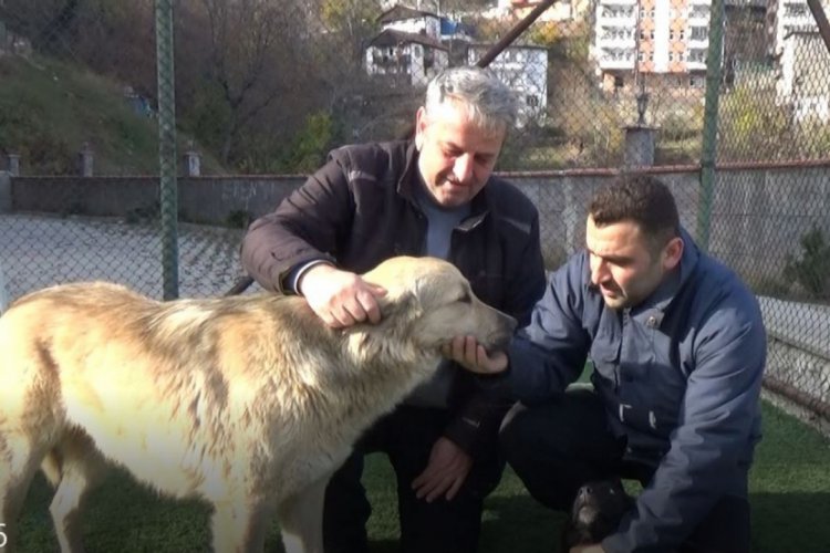 Sokak k&ouml;peklerini d&ouml;ven adam &ouml;z&uuml;r diledi