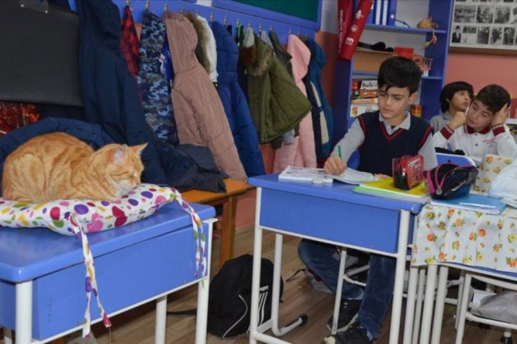 Minik &ouml;ğrenciler 'patili misafirleri' paylaşamıyor