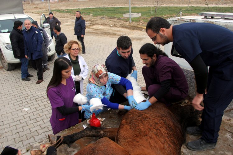 Vurulan yılkı atı tedaviye alındı