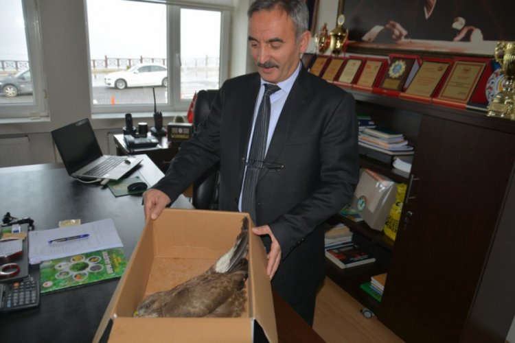 Yaralı şahin koruma altına alındı