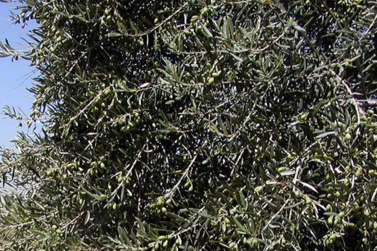 Yabani zeytinler ekonomiye kazandırılıyor