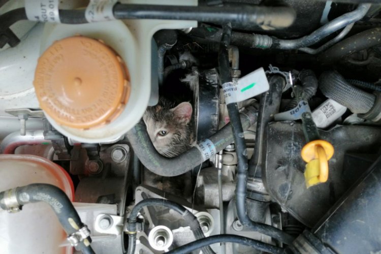 Motor kaputuna sıkışan kediyi itfaiye kurtardı