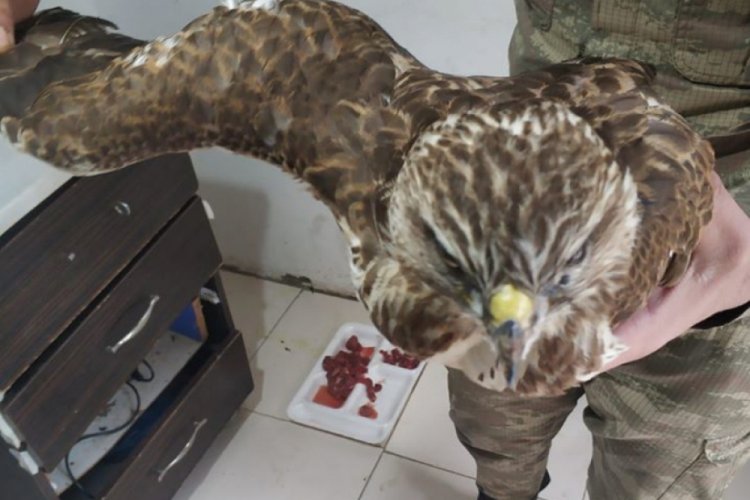 Yaralı bulunan kızıl şahin, tedavi altına alındı