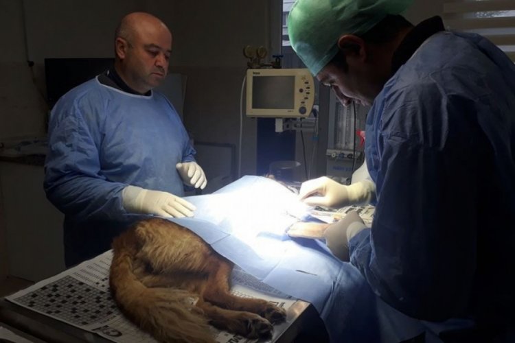 Bursa'da otomobilin &ccedil;arptığı k&ouml;pek barınakta ameliyat edildi