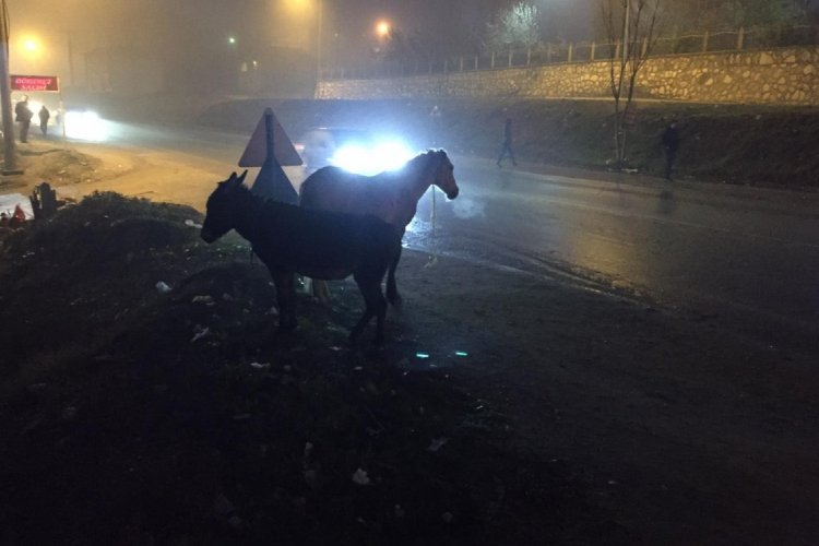 Bursa İneg&ouml;l'de başıboş atlar tehlike sa&ccedil;ıyor