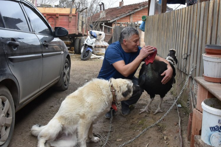 Bursa'da hindi ile kurduğu bağ, g&ouml;renleri şaşırtıyor
