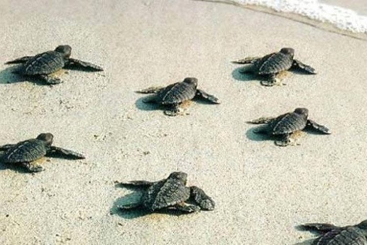 Binlerce deniz kaplumbağası denizle buluştu