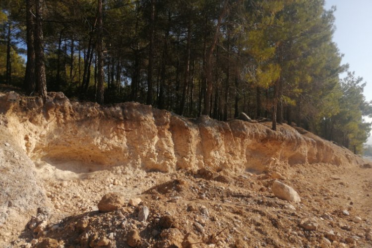 Pekmez yapmak i&ccedil;in ağa&ccedil; k&ouml;klerindeki toprakları kazdılar