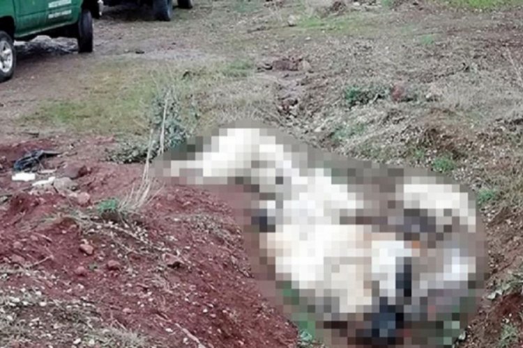 &Uuml;st &uuml;ste yığılmış k&ouml;pek &ouml;l&uuml;leri bulundu
