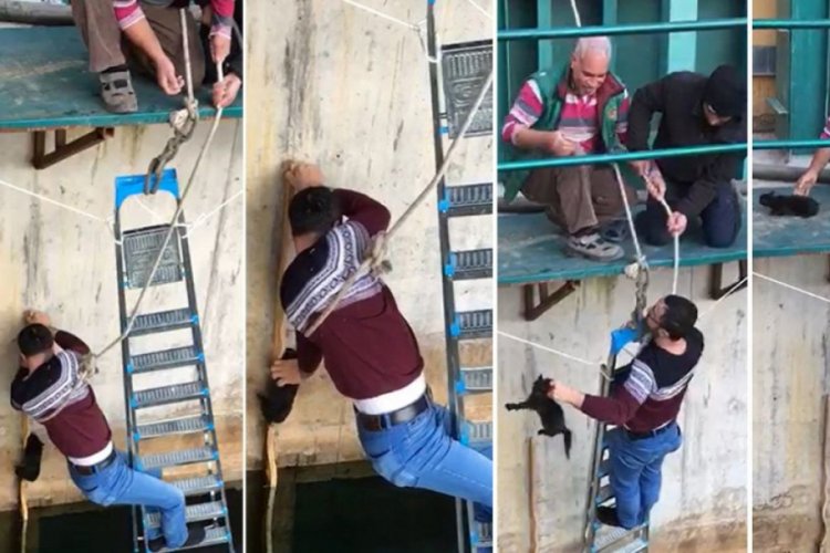 Yavru kediyi suya d&uuml;şmekten kurtardı