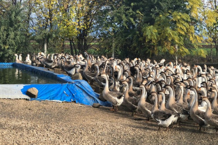 Araştırma sonucu 'kaz'a yatırım yaptı