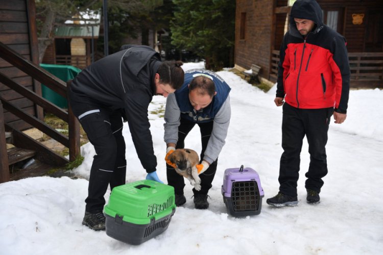 Bursa'da yavru k&ouml;pekler donmaktan kurtarıldı