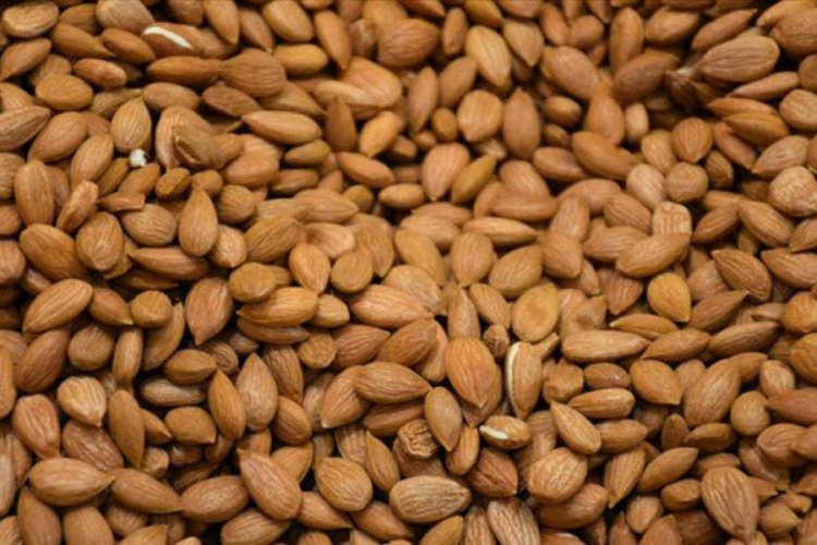 Kayısı &ccedil;ekirdeği ihracatından dev gelir