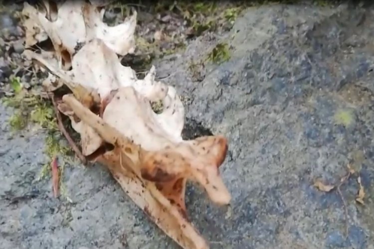 1,5 metre uzunluğunda, 2 ayaklı hayvan iskeleti bulundu