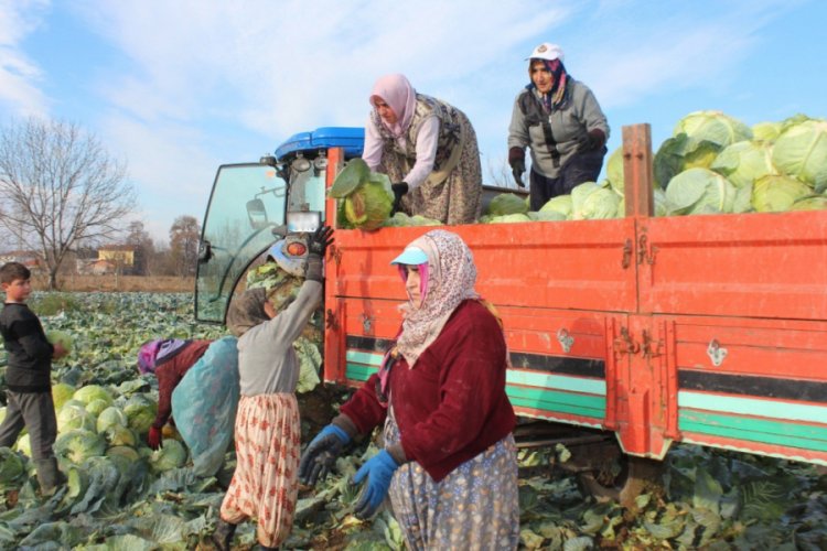 Ayaz g&ouml;ren lahanada satışlar arttı