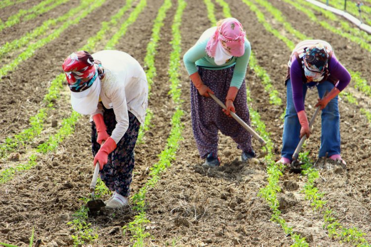 Bursa'da çiftçilere ekim nöbeti uyarısı