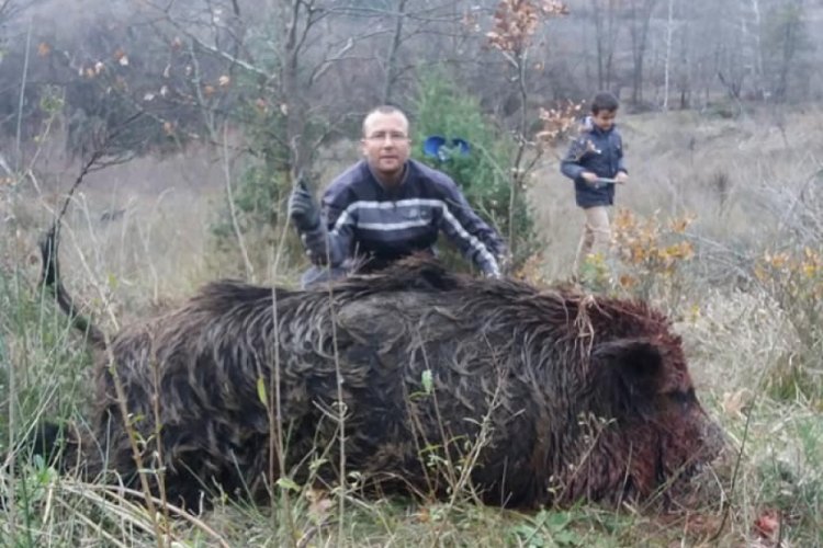 Bursa'da 300 kiloluk domuz avladılar
