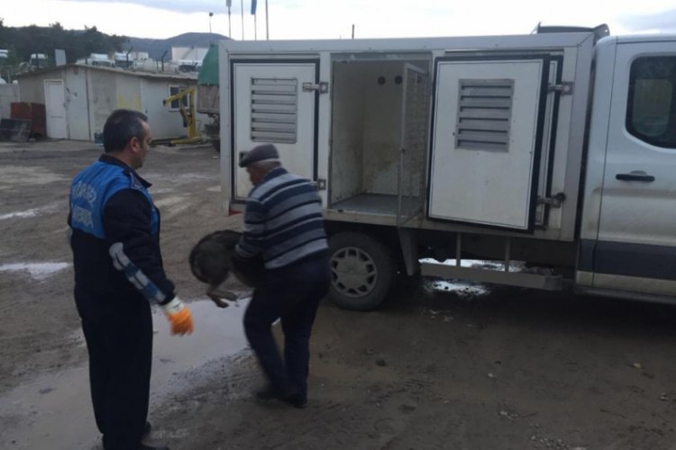 K&ouml;peğe ateş a&ccedil;an kişi serbest kaldı