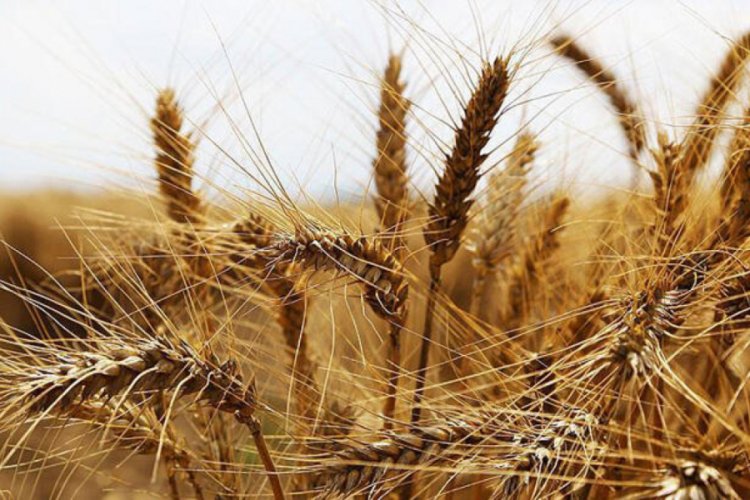 Bakanlık: Hasat sezonu ithalat yapılması s&ouml;z konusu değil