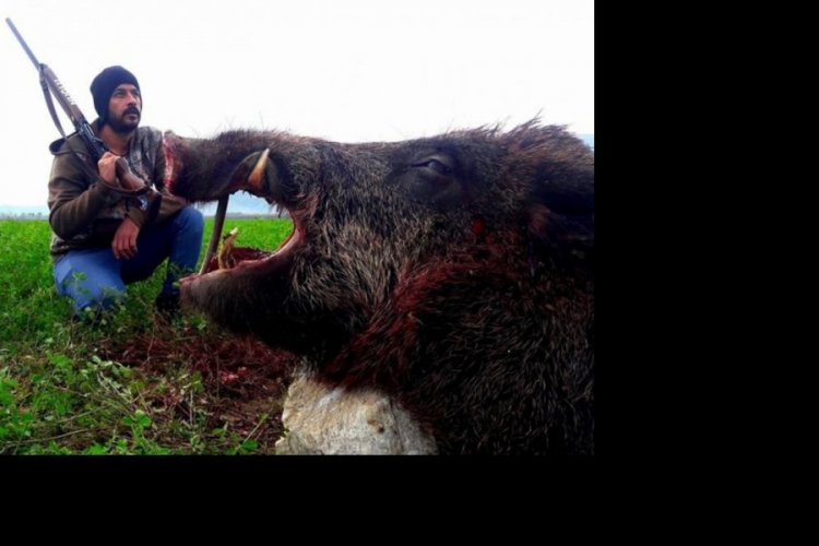350 kilogramlık domuz avlandı