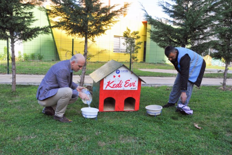 Sokak kedileri yuvalarına kavuştu