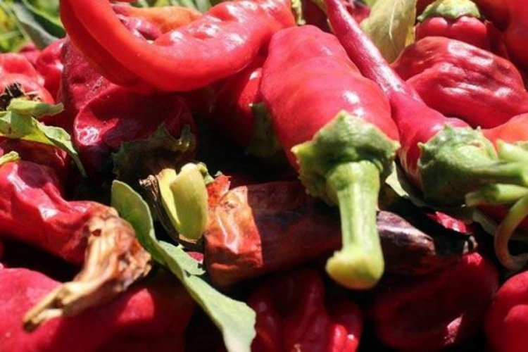 Acı kırmızı biberin mucizevi etkisi ortaya &ccedil;ıktı