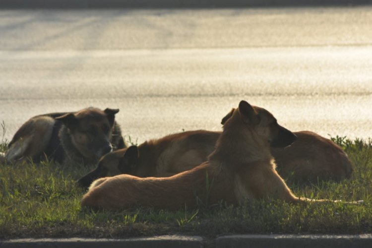 Bursa'da k&ouml;pek yavruları yaralı annelerinin başından ayrılmadı