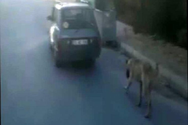 K&ouml;peği otomobilin arkasına bağlayıp s&uuml;r&uuml;kledi