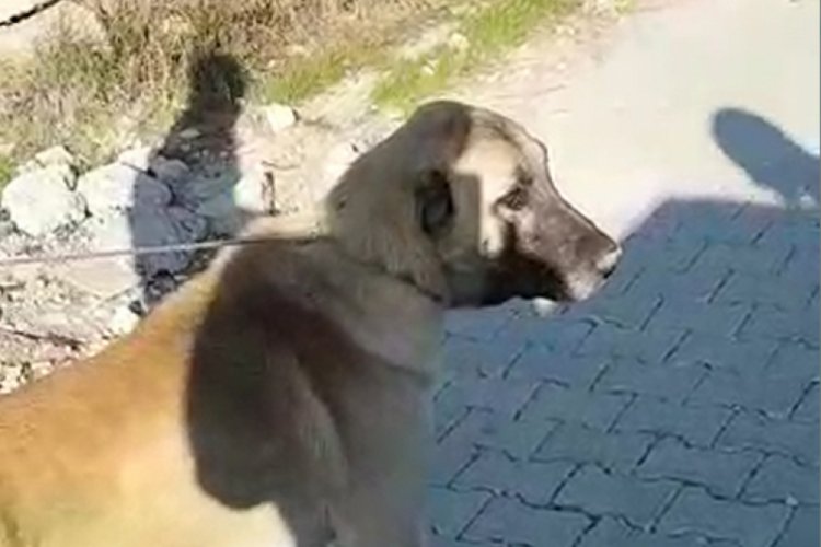 K&ouml;peği otomobile bağlayıp s&uuml;r&uuml;kleyen şahsa ceza!