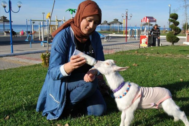 Yavru ke&ccedil;isine bebek gibi bakıyor