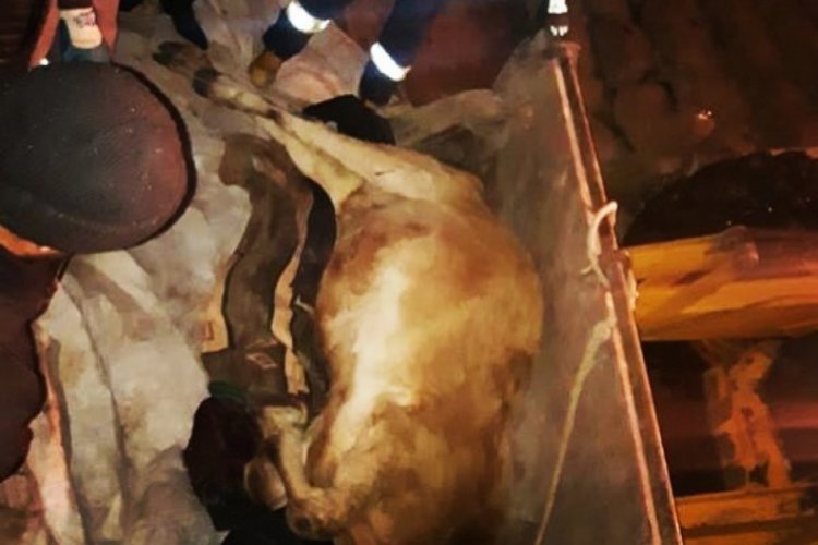Kayalıklardan d&uuml;şen ineği itfaiye kurtardı