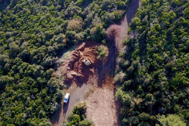 81 at itlaf edildi, Adalar'a hayvan girişi yasaklandı