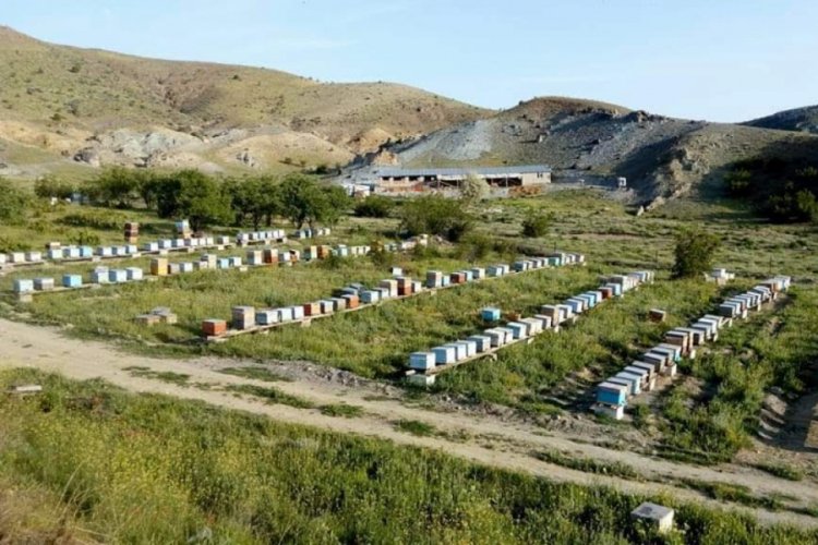 Arıları i&ccedil;in 1700 lavanta ekti