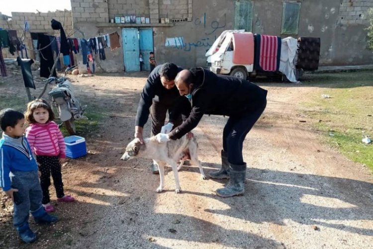 Sokak hayvanlarına kuduz aşısı yapılıyor