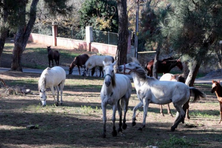 Ruam hastalığı nedir? İnsanlara bulaşır mı?