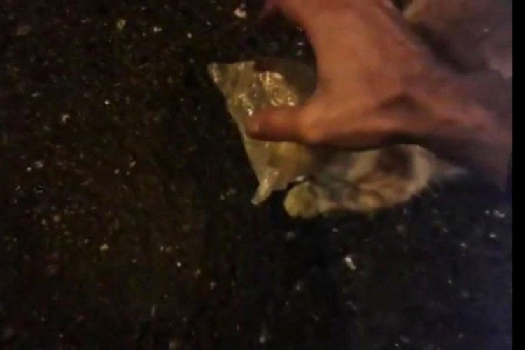 Kediyi kafasındaki poşetten kurtardı