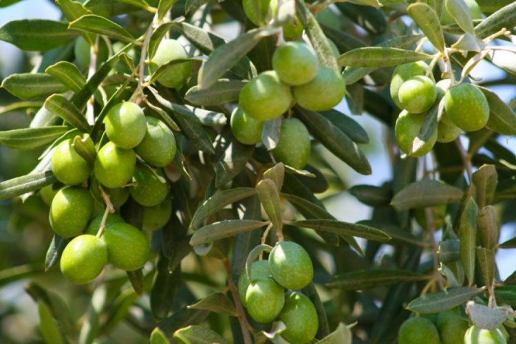 Pakdemirli'den zeytin &uuml;reticilerine m&uuml;jde