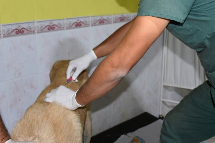 Otomobil arkasında s&uuml;r&uuml;klenen k&ouml;pek, tedaviye alındı