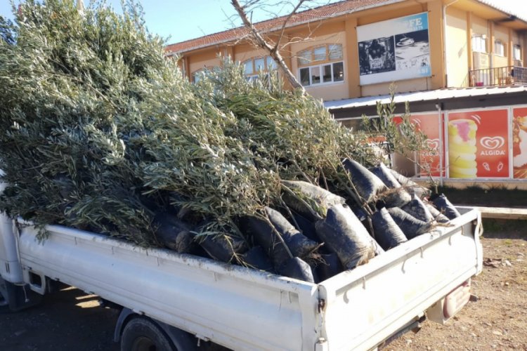 Hastalıklı zeytin fideleri ele ge&ccedil;irildi