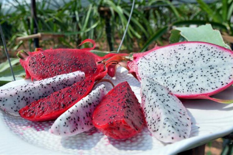 Tropikal meyveler &uuml;reticinin y&uuml;z&uuml;n&uuml; g&uuml;ld&uuml;rd&uuml;