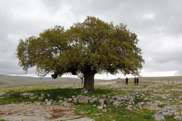 250 yıllık meşe ağacına koruma kararı