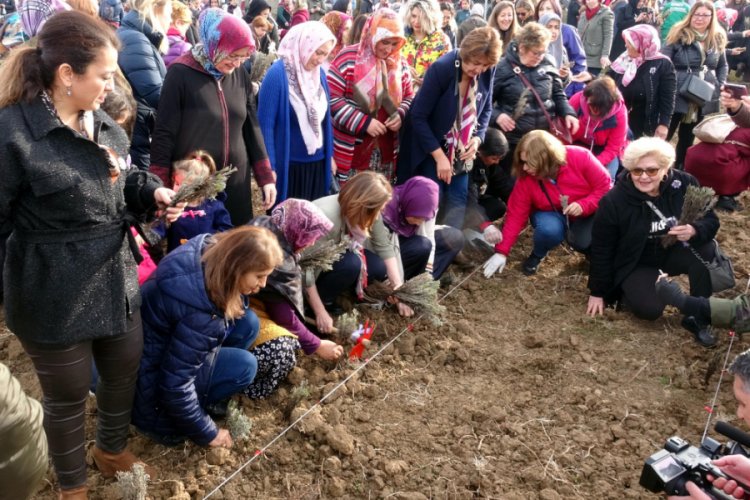 Kadın Kooperatifi, 23 bin lavantayı toprakla buluşturdu
